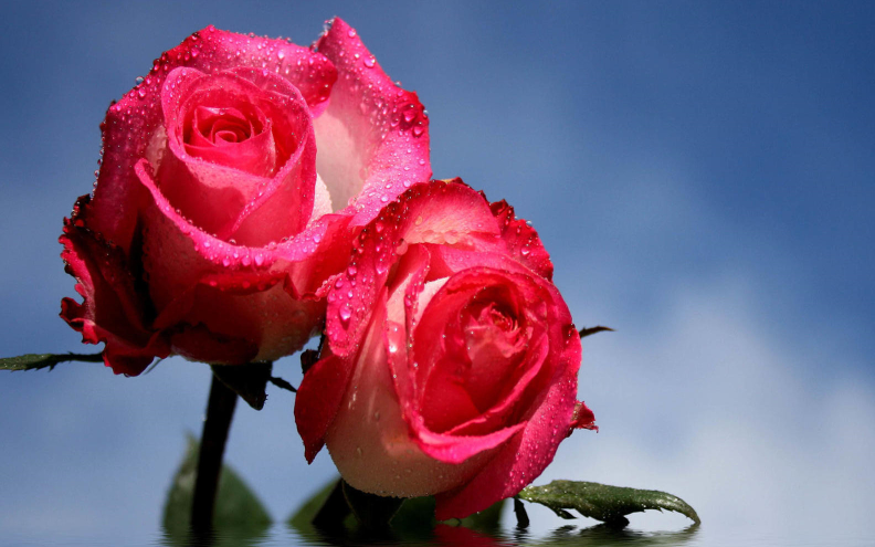 未来一个月 桃花怒放寻得正缘的星座_达一风水网