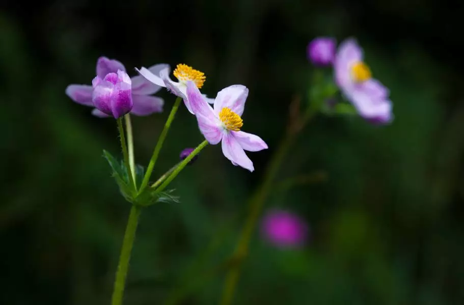 银莲花之恋