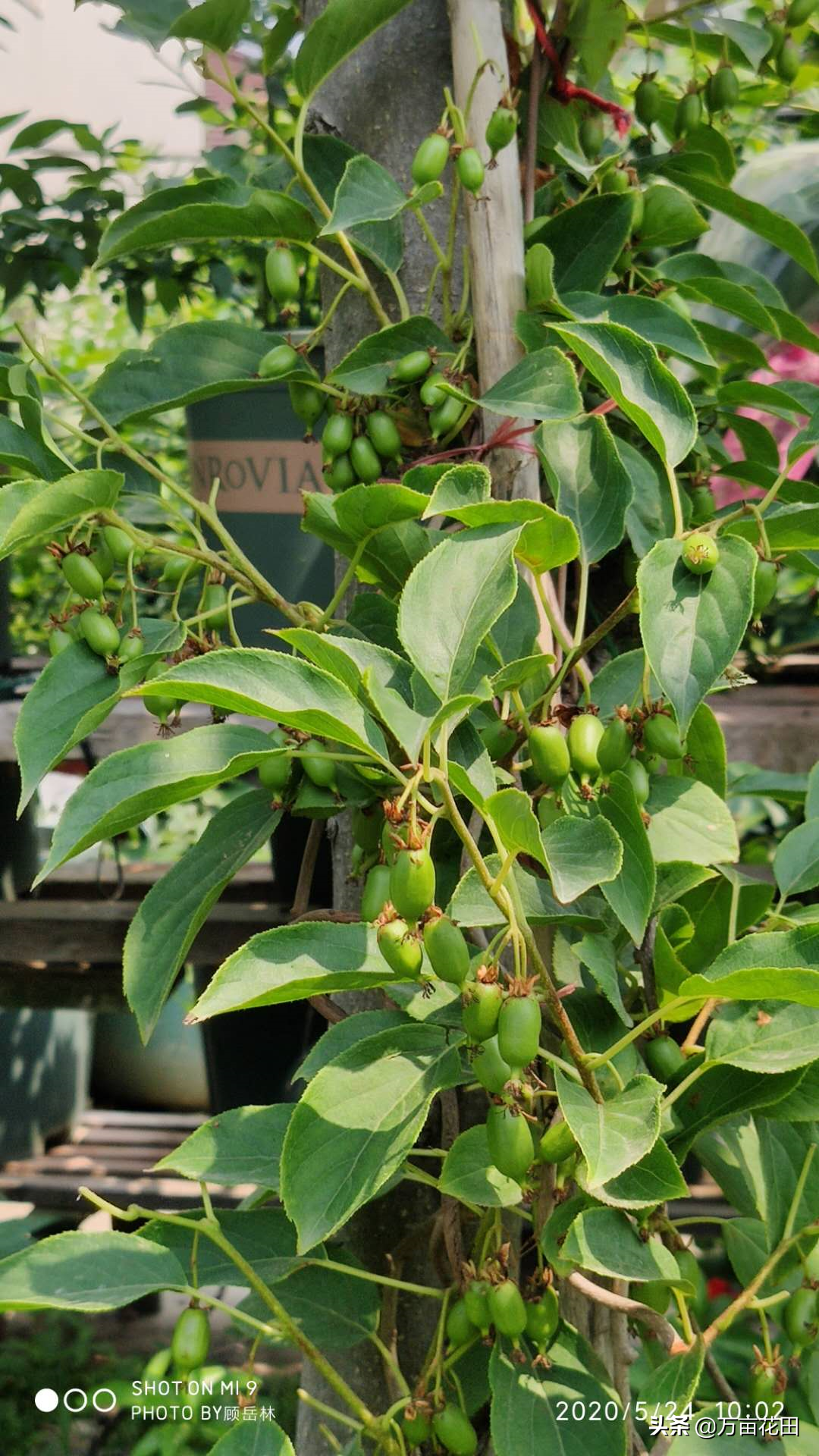 软枣猕猴桃的种植方法（教你软枣猕猴桃养护知识）