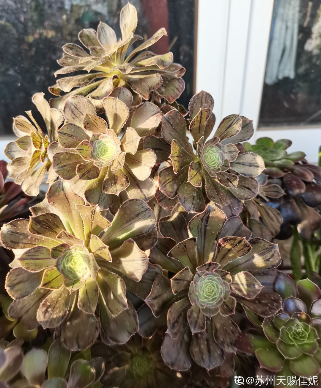 夏天多肉植物多久浇一次水 夏季多肉植物的正确养护方法