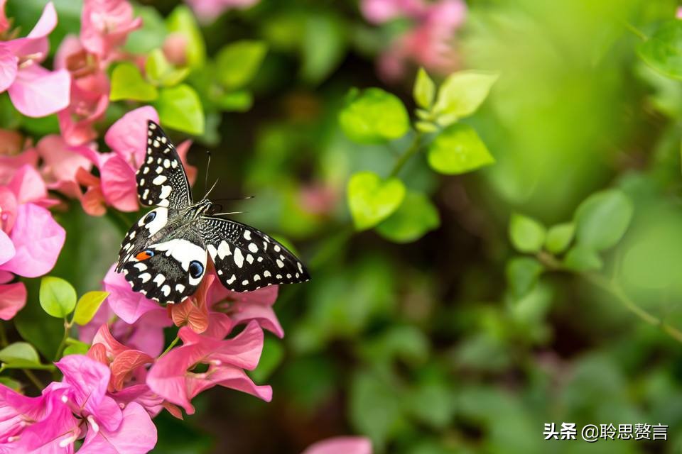 惜春诗词精选二十九首 泪眼问花花不语，乱红飞过秋千去