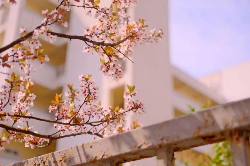 高清大图惊艳来袭！江苏这些“校花”神仙颜值，你Pick哪一个