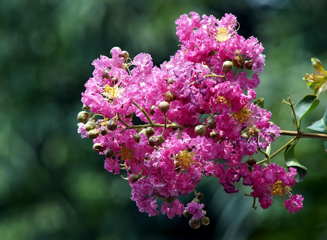 谁说花无“百日红”？紫薇，从诗词里走出来