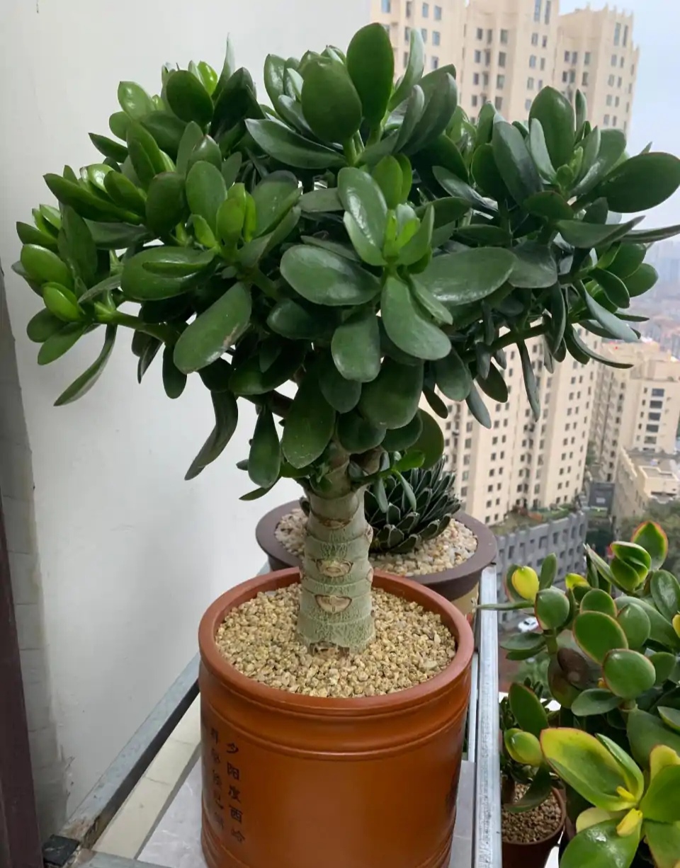 100种室内盆栽花草图鉴,有您喜欢的吗?