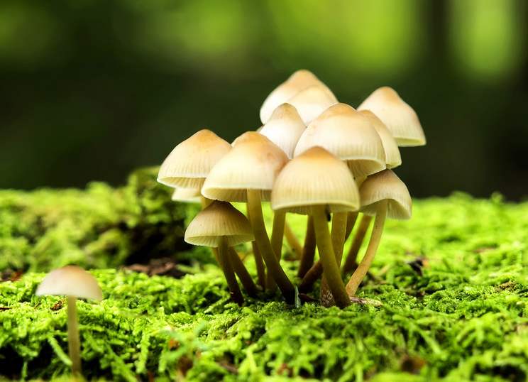 蘑菇的组词（蘑菇的组词还有几个）-第23张图片-尚力财经