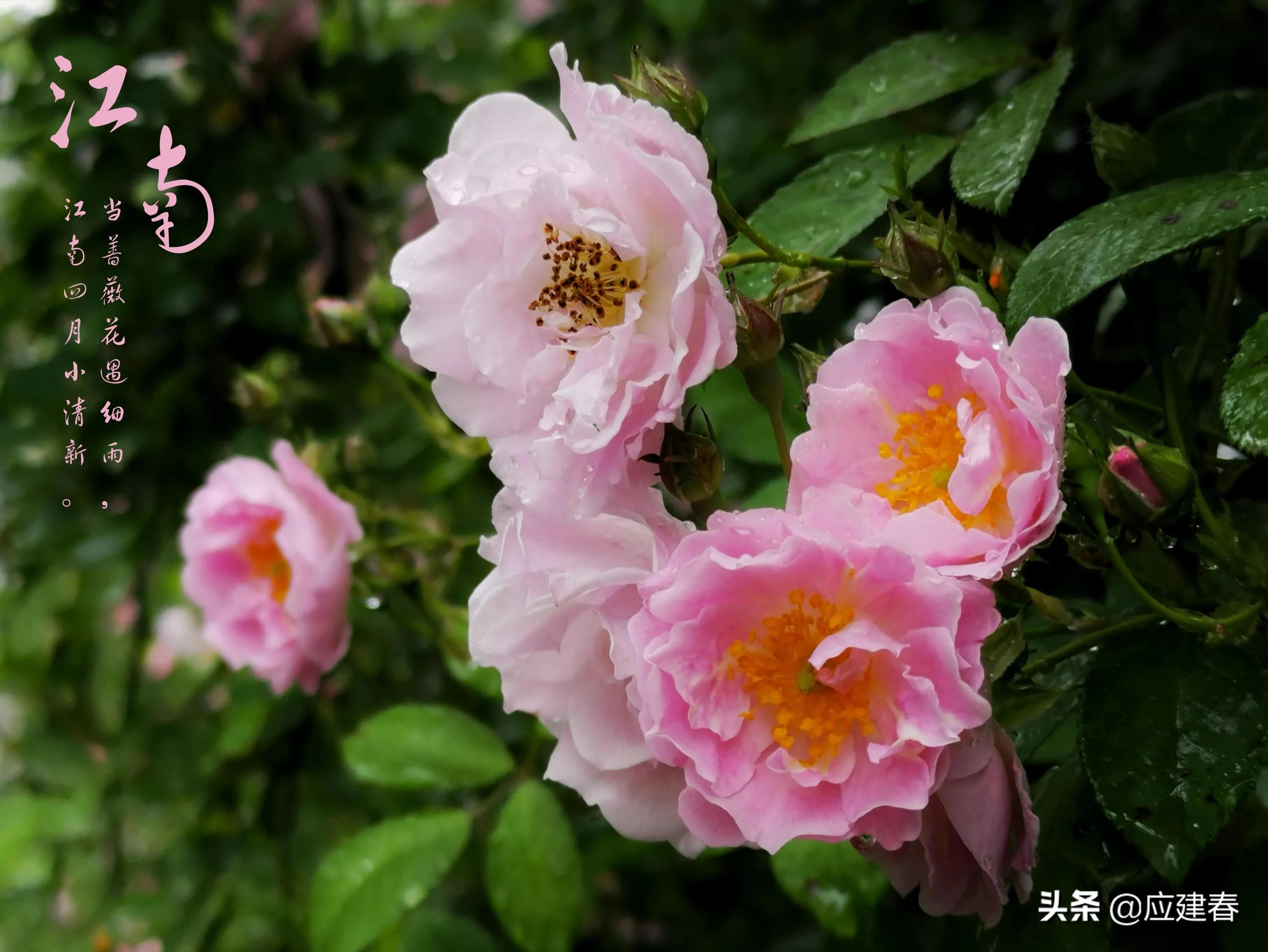「散文」当蔷薇花遇细雨，江南四月小清新