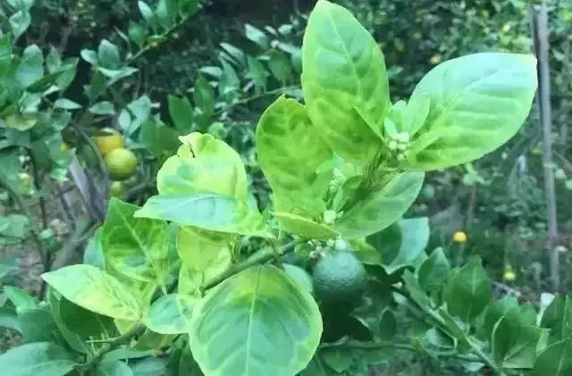 简述柑橘黄龙病的症状及防治方法图片(简述柑橘黄龙病的症状及防治方法?)