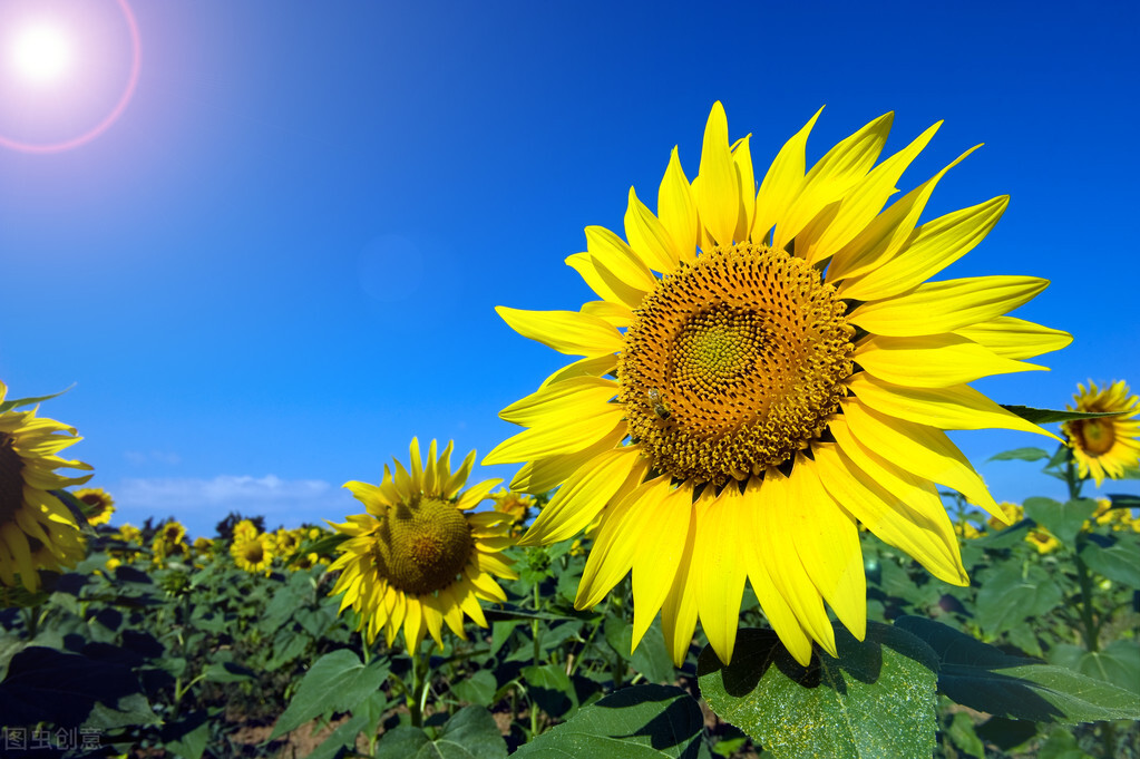 当如夏花：花开如火也寂寞，过尽千帆自泰然
