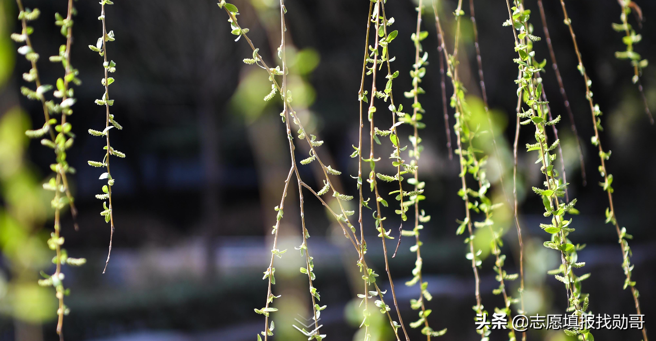 理科620能上什么大学（理科多少分能上985大学）