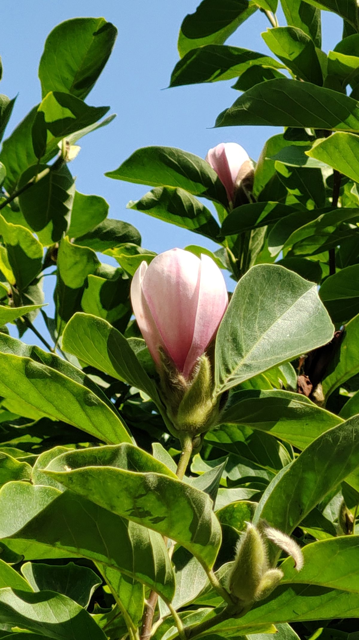 吉祥树今日价格（吉祥树图片）