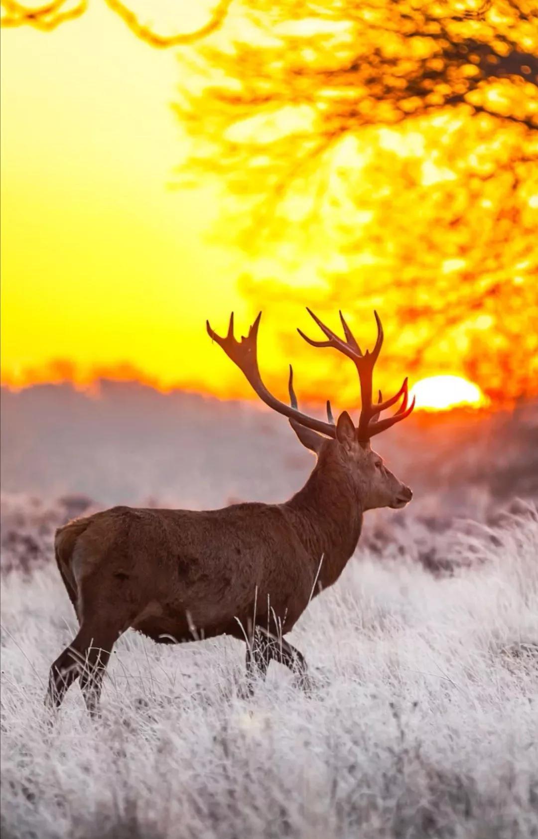 雪和鹿的诗句唯美(关于鹿的诗句唯美)