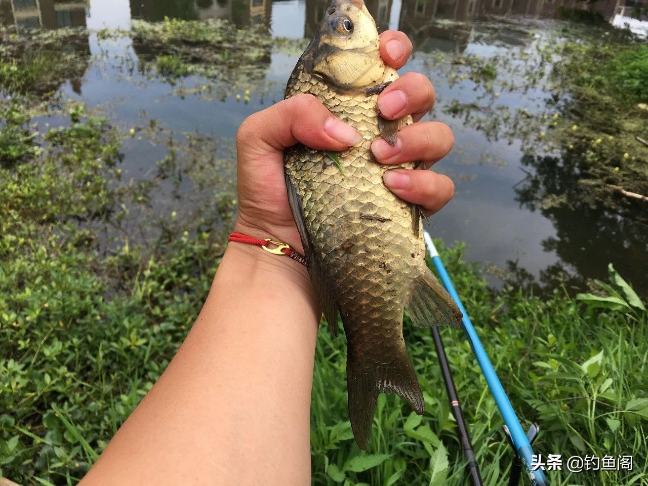 怎么样才能钓到鱼(新手如何快速钓到鱼？讲几句实话，保证比你烧钱买装备有用)