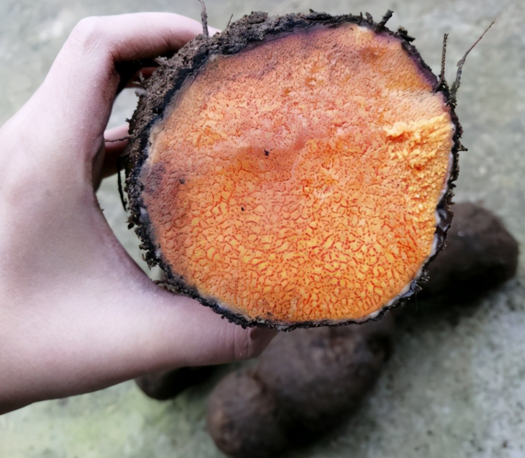 根似人形何首乌,人称"红孩儿",如今老农民才认识,1斤30元