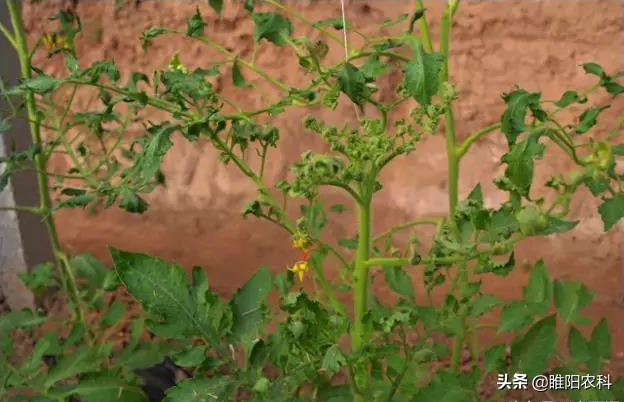 番茄病毒病用什么药效果好（番茄病毒病用什么药效果好呢）-第3张图片-科灵网