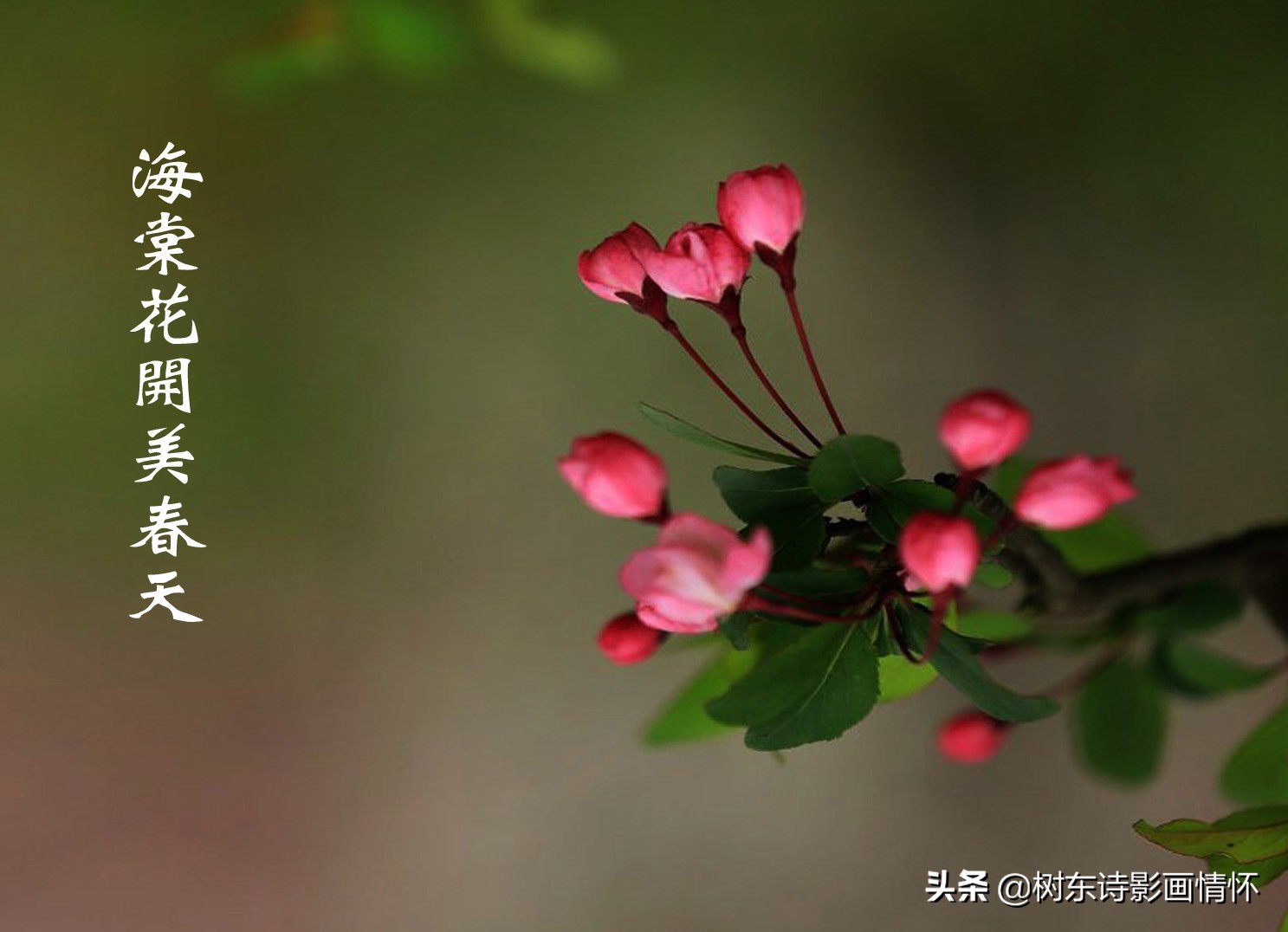 海棠含珠芬芳寓吉祥