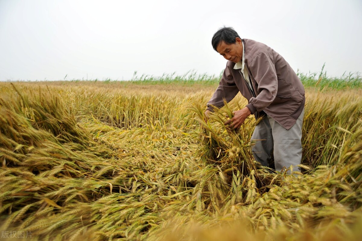 采收成本高，玉米迎上涨？小麦、大豆强势走高，粮价将迎上涨潮？