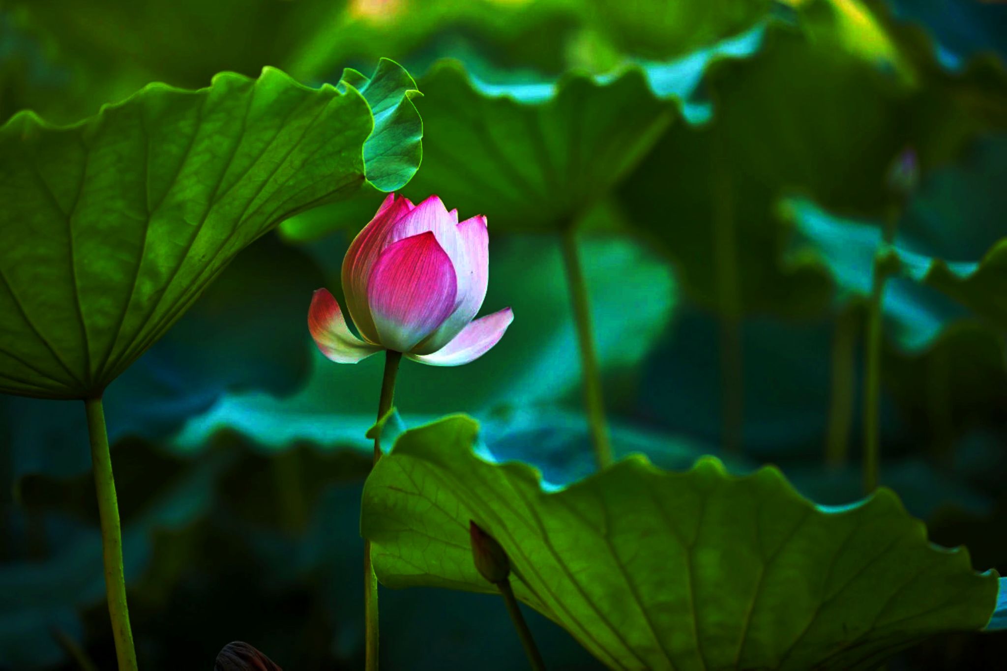 「诗画四季」夏荷，一池荷花映日月