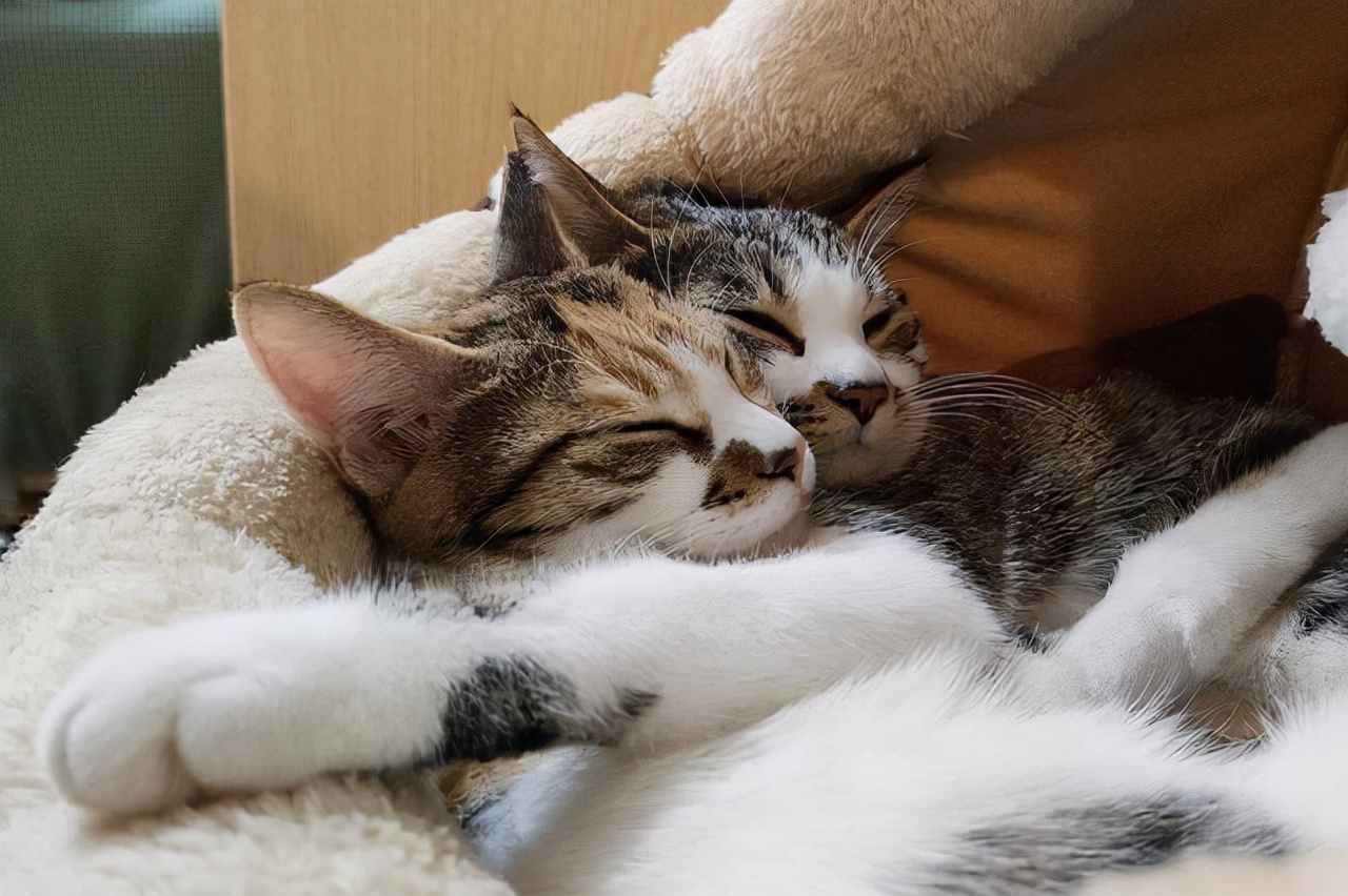 猫咪流眼泪是怎么回事？分4种情况去解决