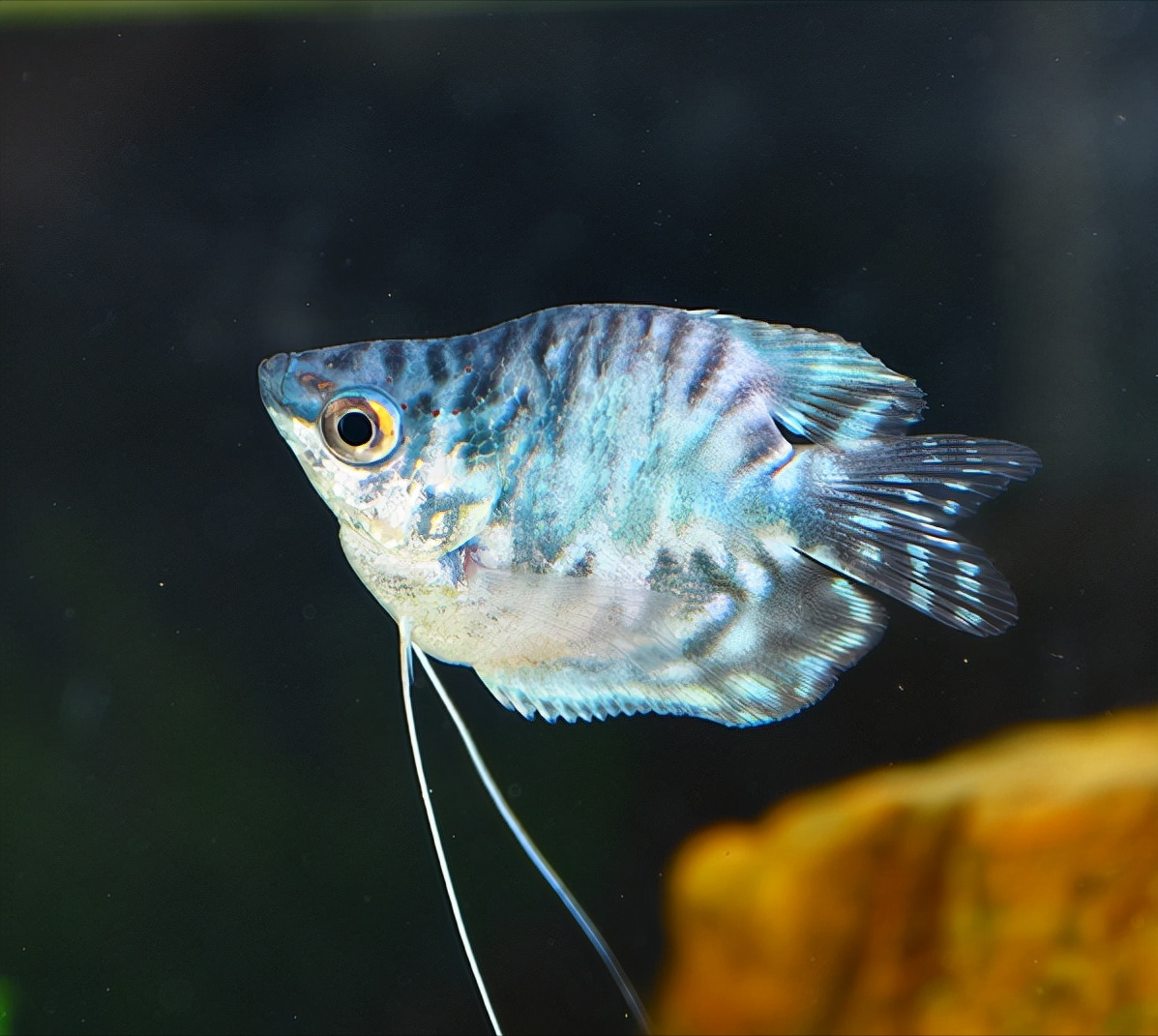 热带鱼品种大全图近百种热带鱼欣赏