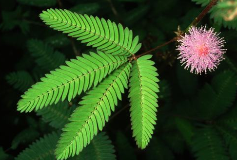 四年级孩子写的现代诗