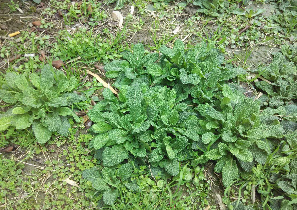 人称"青蛙草",长相酷似蛤蟆皮,但治疗痔疮是一绝,见到别嫌弃