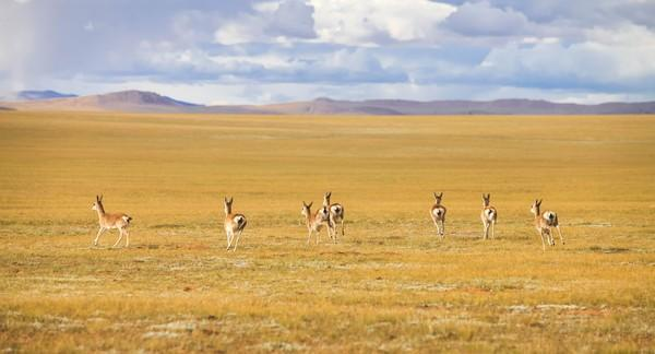 为什么要保护藏羚羊？绝不是因为它数量少，而是它的生态价值大