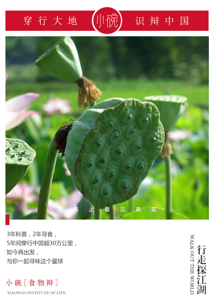 蓮子產(chǎn)地,蓮子產(chǎn)地哪里最好