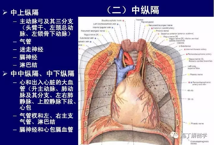 纵隔解剖 + 纵隔疾病X线诊断要点