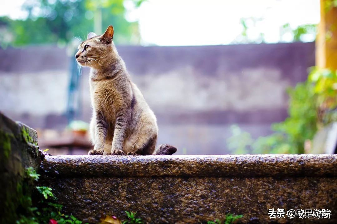 厦门这家奢牌酒店，毗邻繁华，却又遁于静谧迷人的港湾