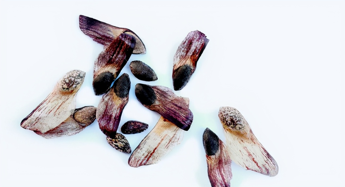 松有很多种类,油松,红松,马尾松等等.