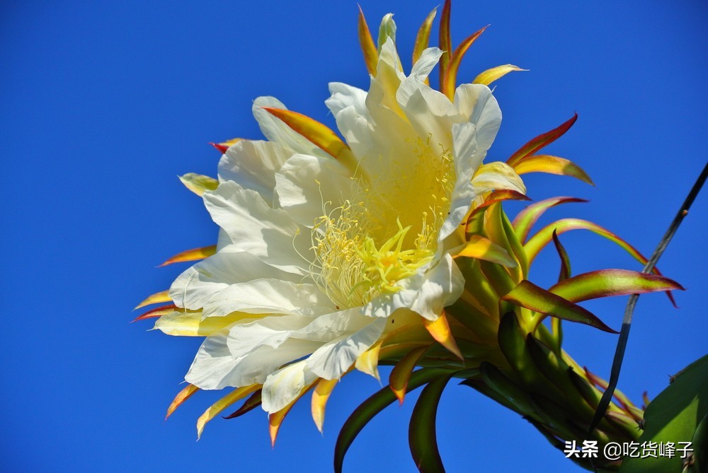 它和令箭荷花,昙花有点相像,一般是七八月开花,花为白色,花长约30厘米