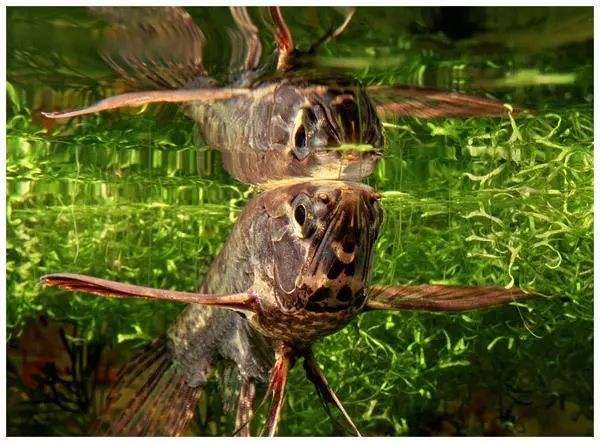 外形奇怪的鱼就难养吗-鱼很难养吗 - 114知识网