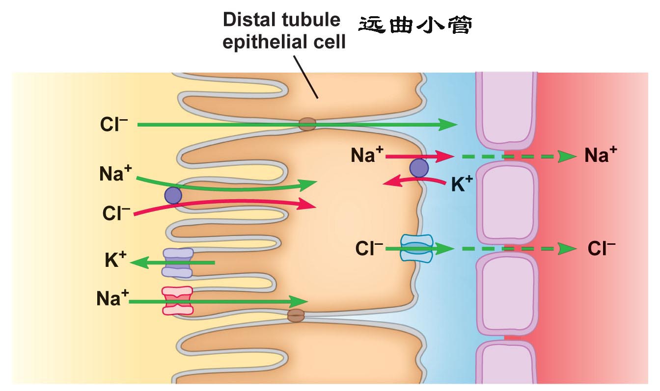 尿液形成过程示意图(图文讲解尿液的形成全过程)