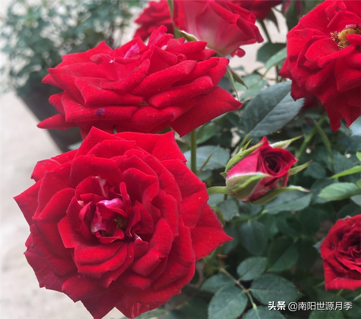 为什么没人养卡罗拉月季(20种玫瑰每一种都超浪漫)