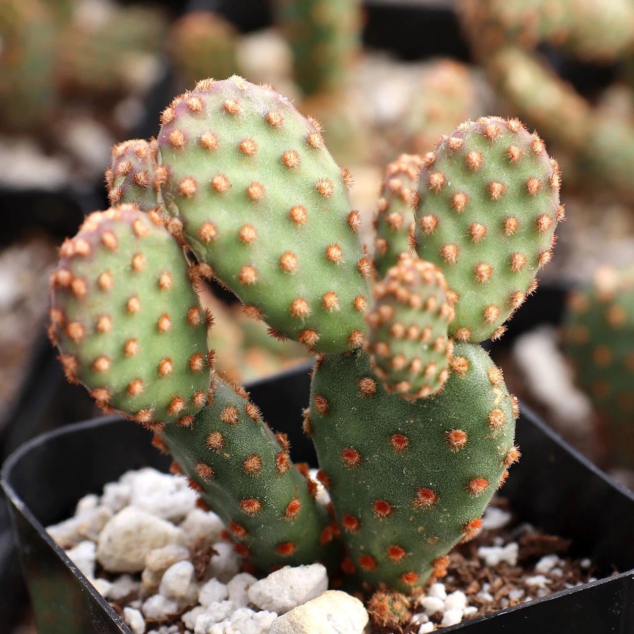 买了红太古仙人掌红太古仙人掌开花样品