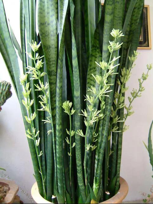 虎皮兰的养殖方法和注意事项 虎皮兰最怕三种水 - 天云网