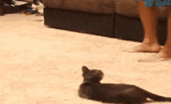 为什么猫看见黄瓜会吓到？