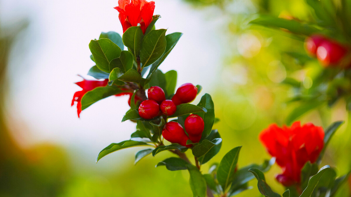 石榴花像什么古诗词比喻(翦碎红绡却作团)