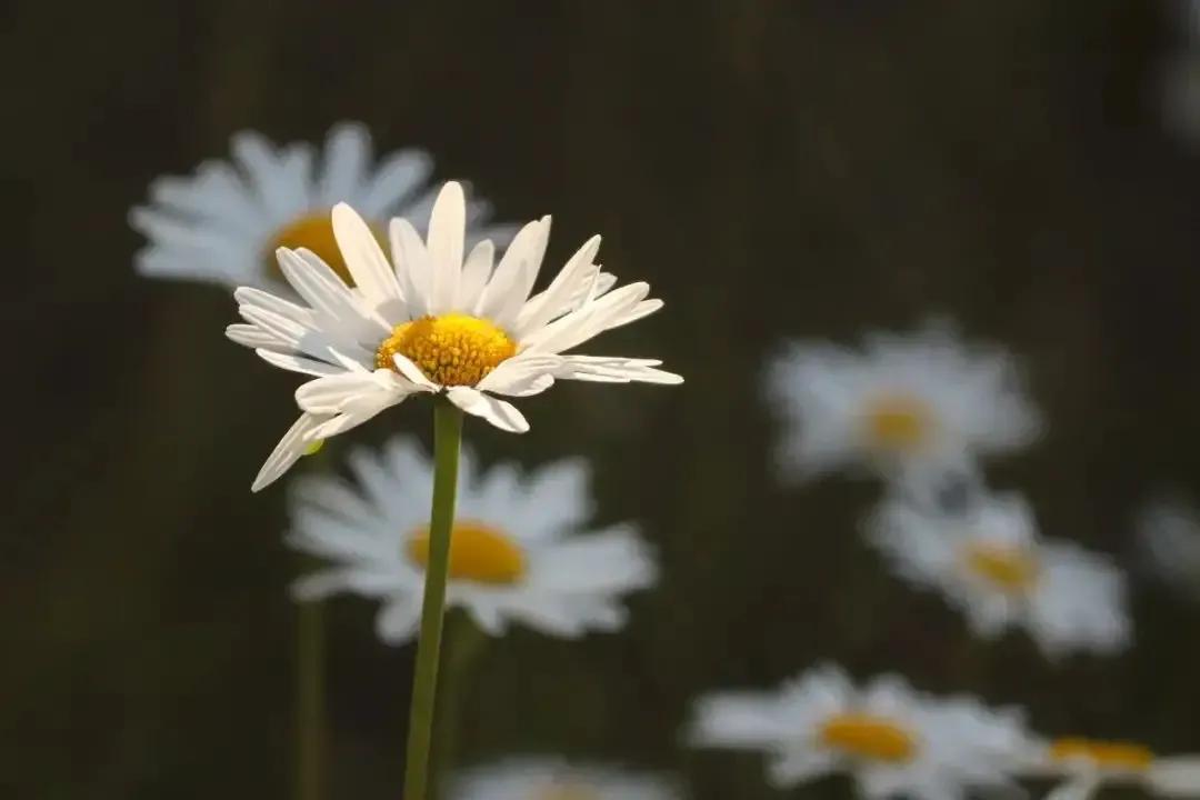 《在人間》讀後感