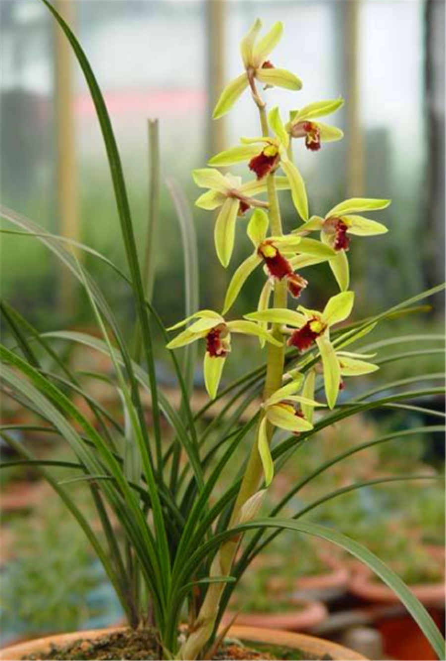 大蕙兰花开后怎么养新手必看「精心整理」 -骁龙网