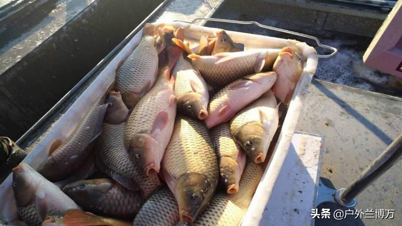 钓好黑坑并不难，掌握这些诀窍就够了