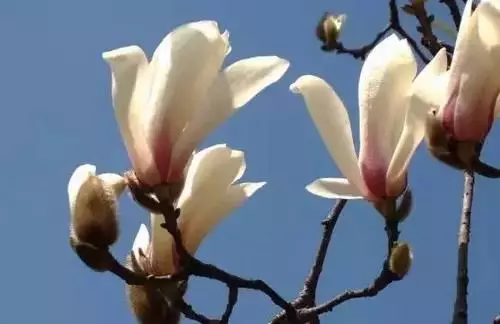 广州市市花是什么（全国56个城市的市花介绍）