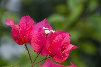 花是叶，叶似花，冬春好景致，三角梅其实叫光叶子花
