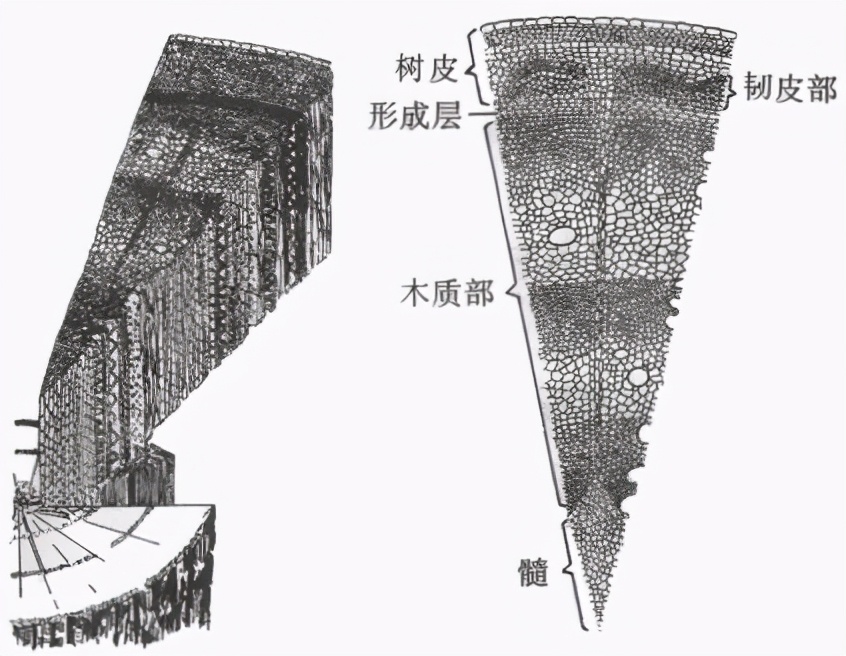 香蕉是树还是草（香蕉树为什么会被列为草本植物）