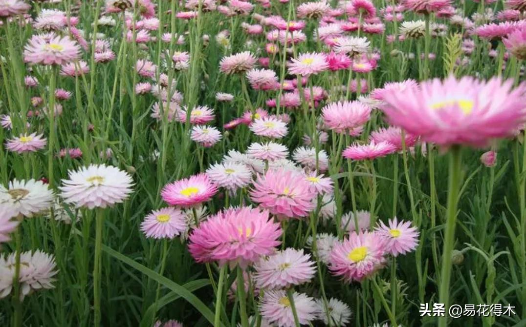 插花天地｜蜡菊：“东篱赏菊金正色，西风著蜡别样红”