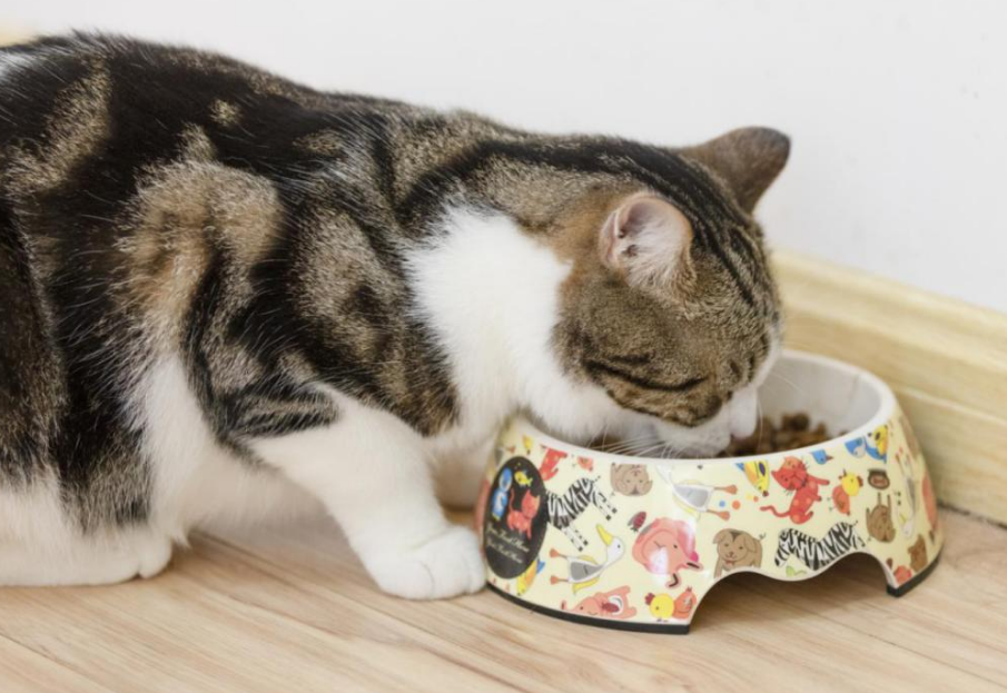 猫粮良心推荐｜6款性价比好粮