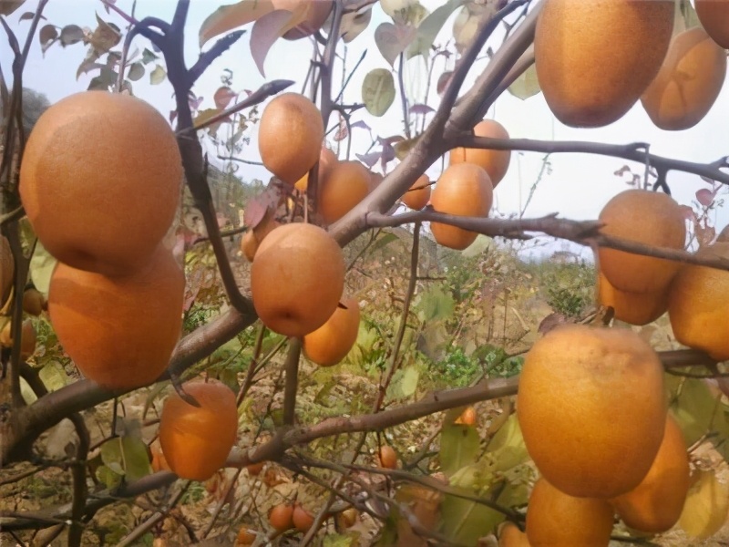 农村种植好项目,农村种植项目