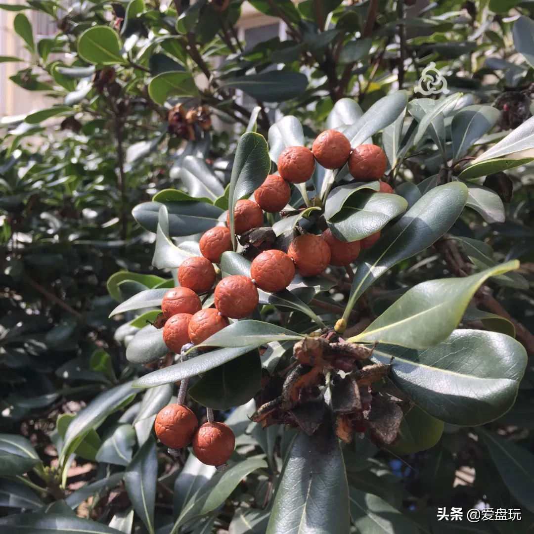 花了四位数,买了串凤眼,有人告诉我这是国产籽