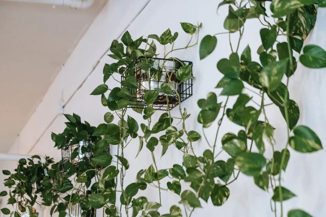 常见50种植物（50种常见的室内盆栽绿化植物）