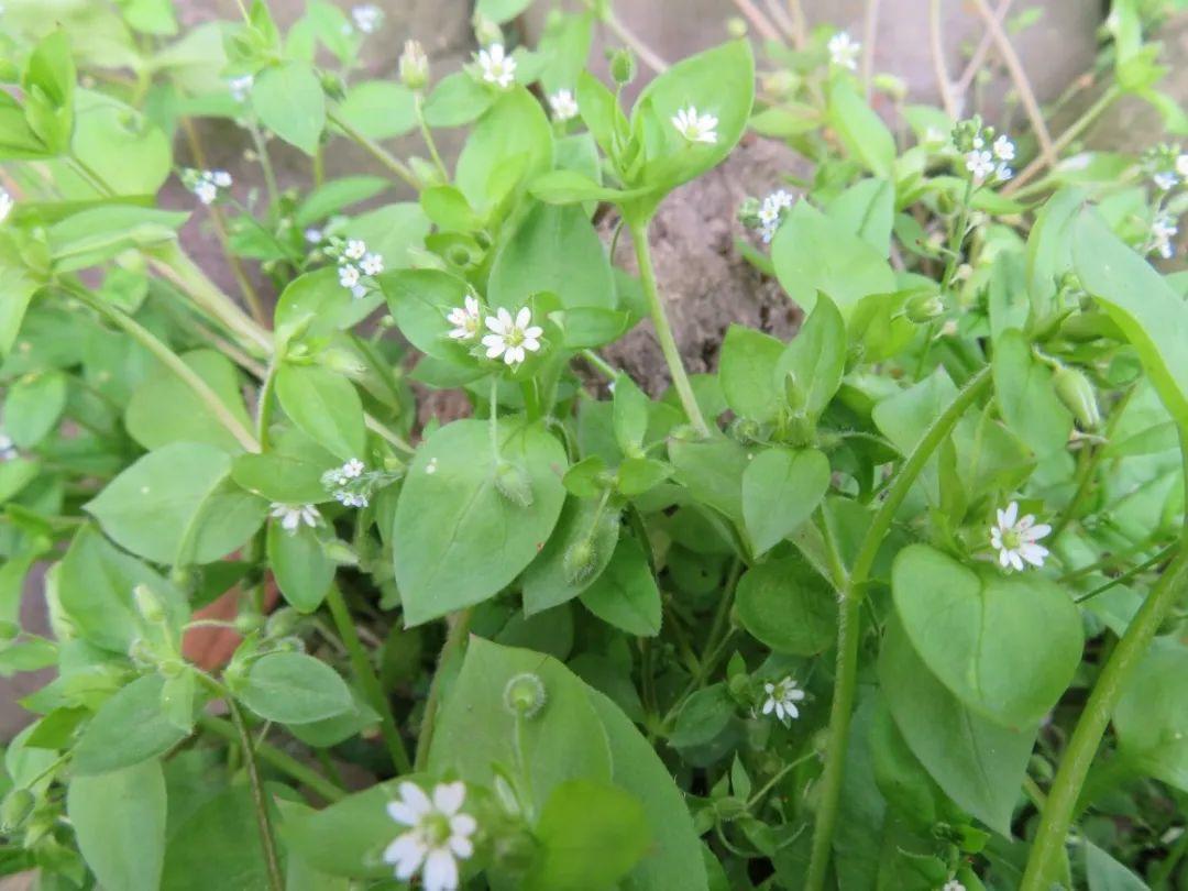 野菜的种类都有哪些（66种野菜辨别图快去尝尝）